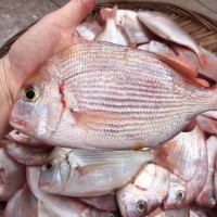 東山深海赤棕魚(yú) 東海深海魚(yú)